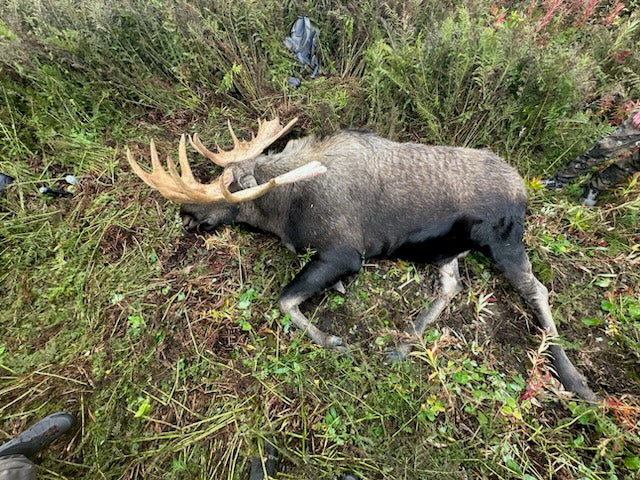 2026 Alaska Moose Hunt