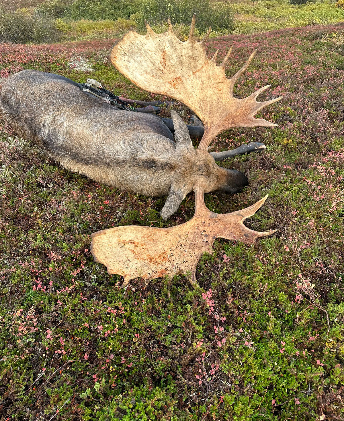 2026 Alaska Moose Hunt