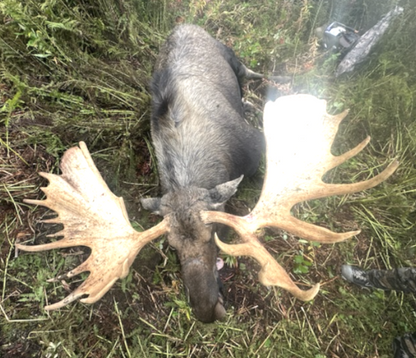 15-Day Alaska Moose Hunt